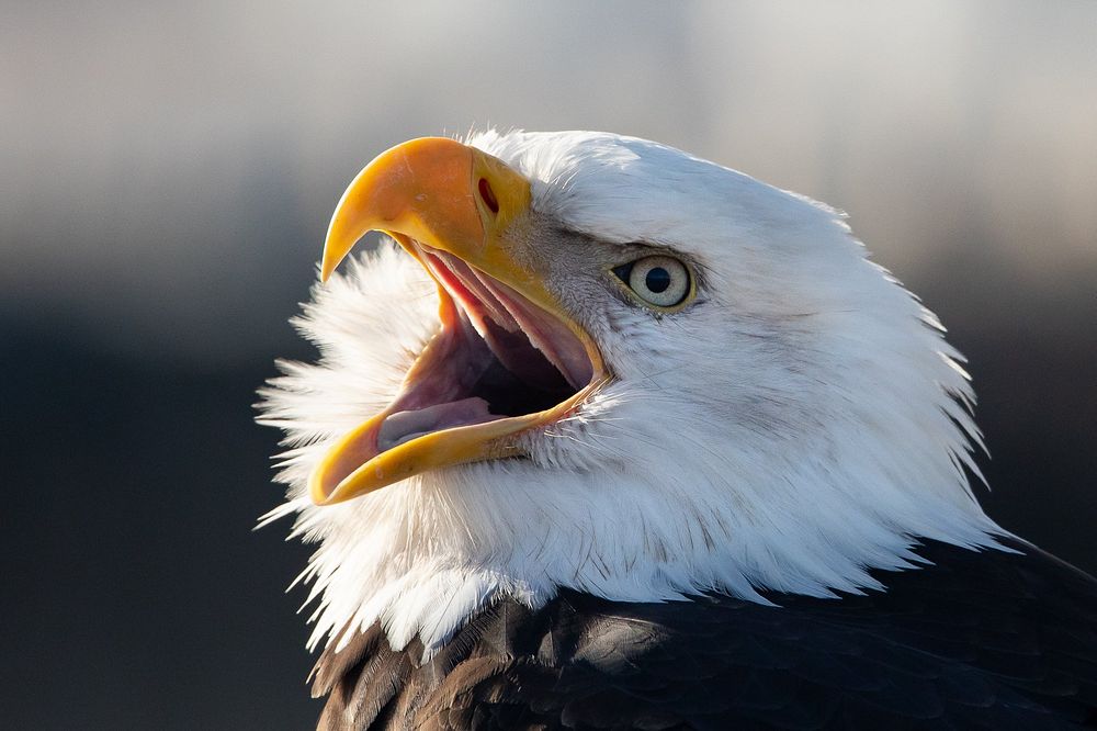 Eagle background. Original public domain image from Flickr