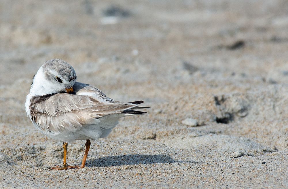 Piping Plover doing a Head Tuck