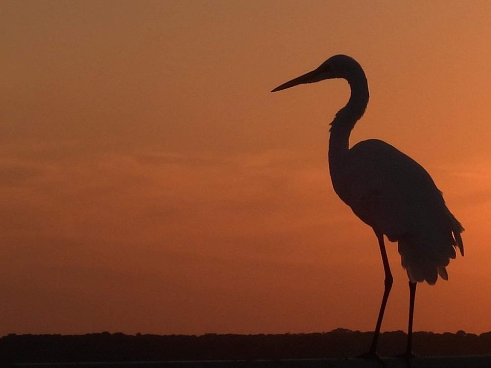 Silhouette egret in sunset sky. Original public domain image from Flickr