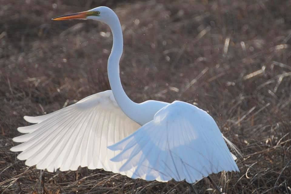 Great egret flapping wings background. Original public domain image from Flickr