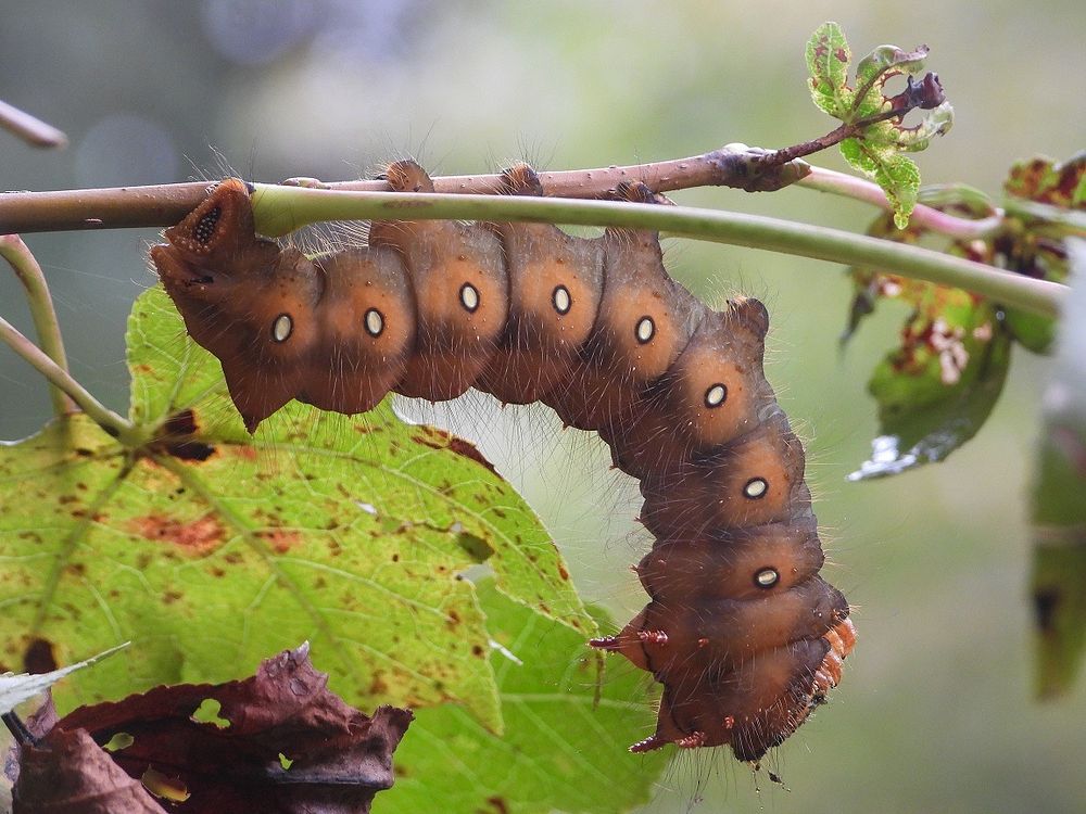 Imperial Moth caterpillar at Blackwater National Wildlife Refuge