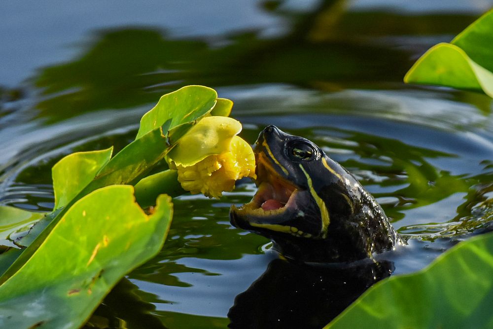 Red-bellied Turtle Eating Spatterdock Flower (2020 Photo Contest)
