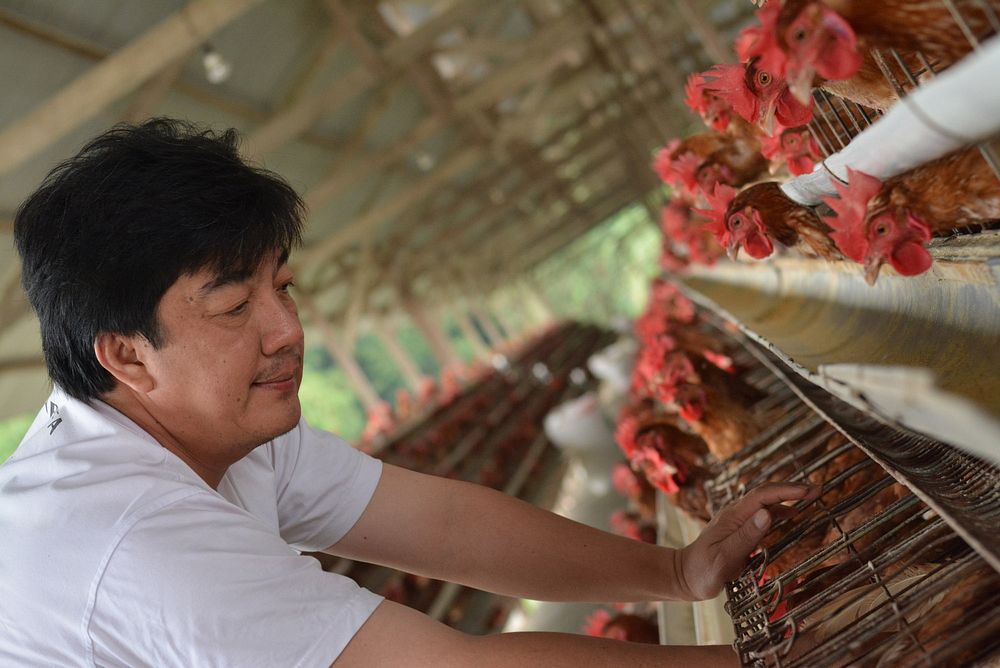 Man at chicken farm. Merawat unggas agar tetap sehat. Photo courtesy of FAO ECTAD, USAID EPT-2. Original public domain image…
