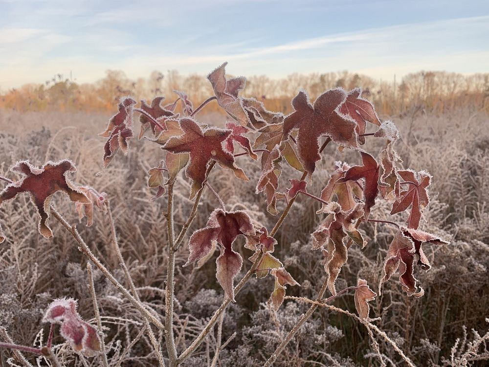 Reddish colored leaves in winter frost