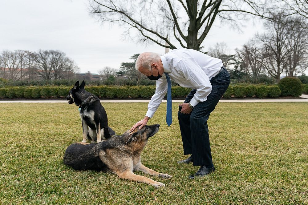 President Joe Biden greets the Bidens' dogs Champ and Major Monday, Jan. 25, 2021, in the Rose Garden of the White House