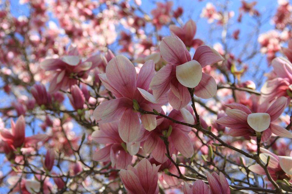 Saucer Magnolia background. Original public domain image from Flickr