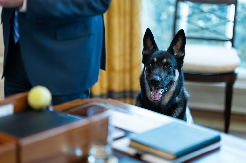 Biden family dog Major sees a tennis ball next to President Joe Biden on the Resolute Desk Thursday, March 4, 2021, in the…