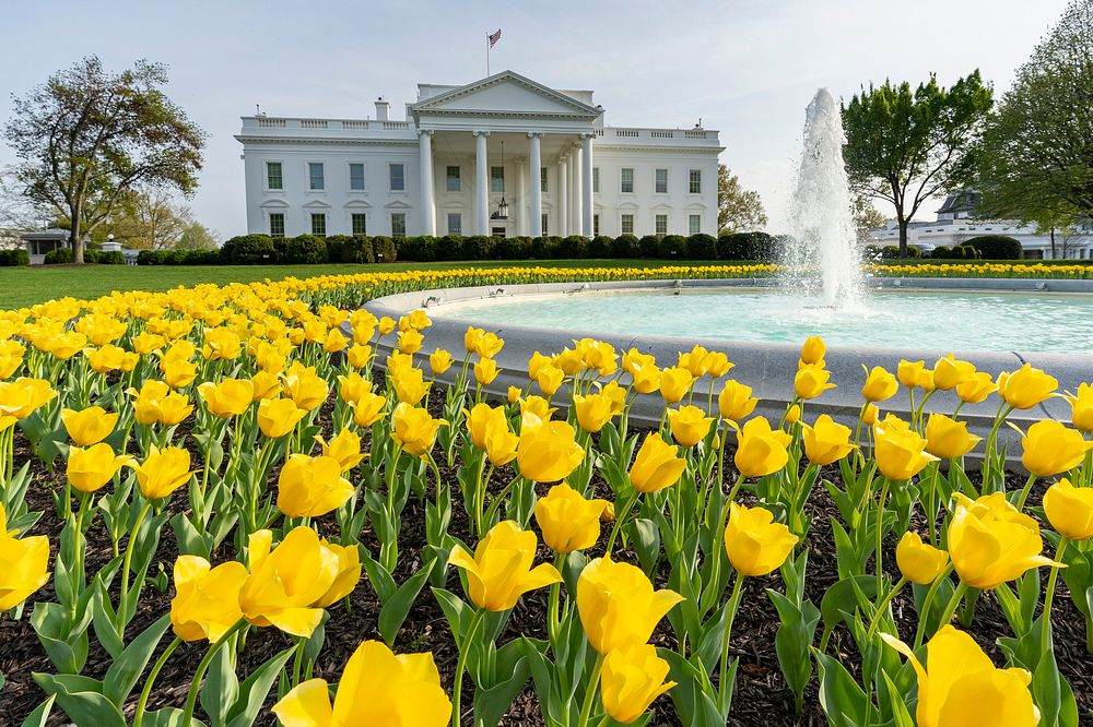 Yellow tulips bloom Thursday, April 8, 2021, on the North Lawn of the White House. (Official White House Photo by Carlos…