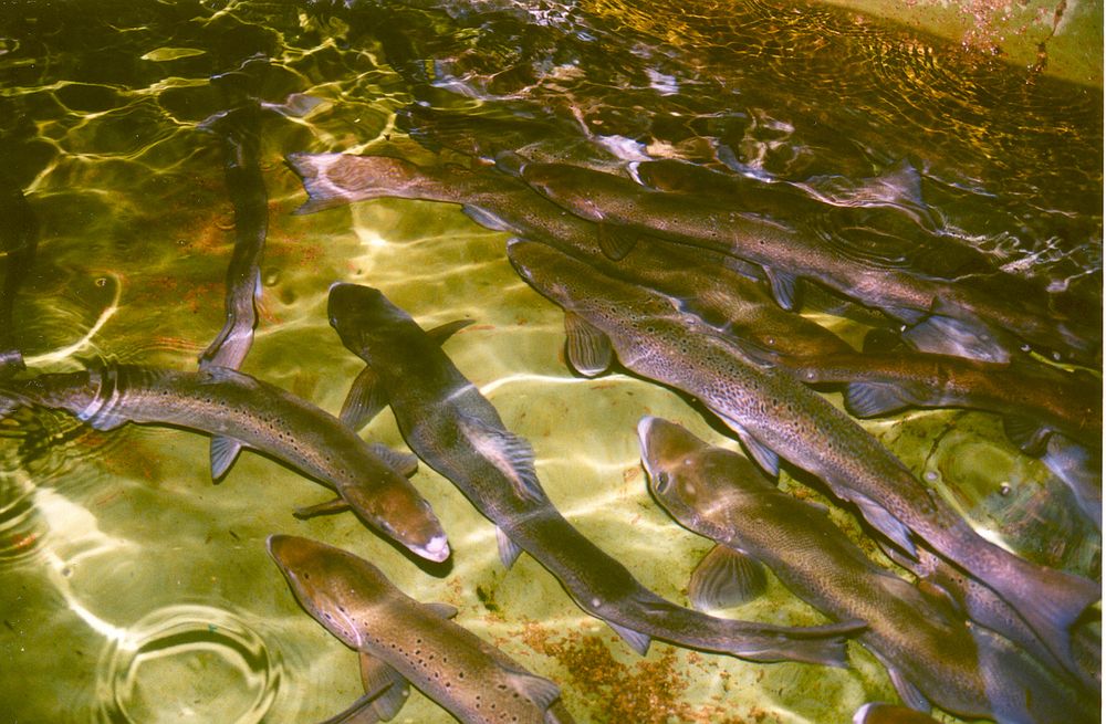 Atlantic Salmon Adults