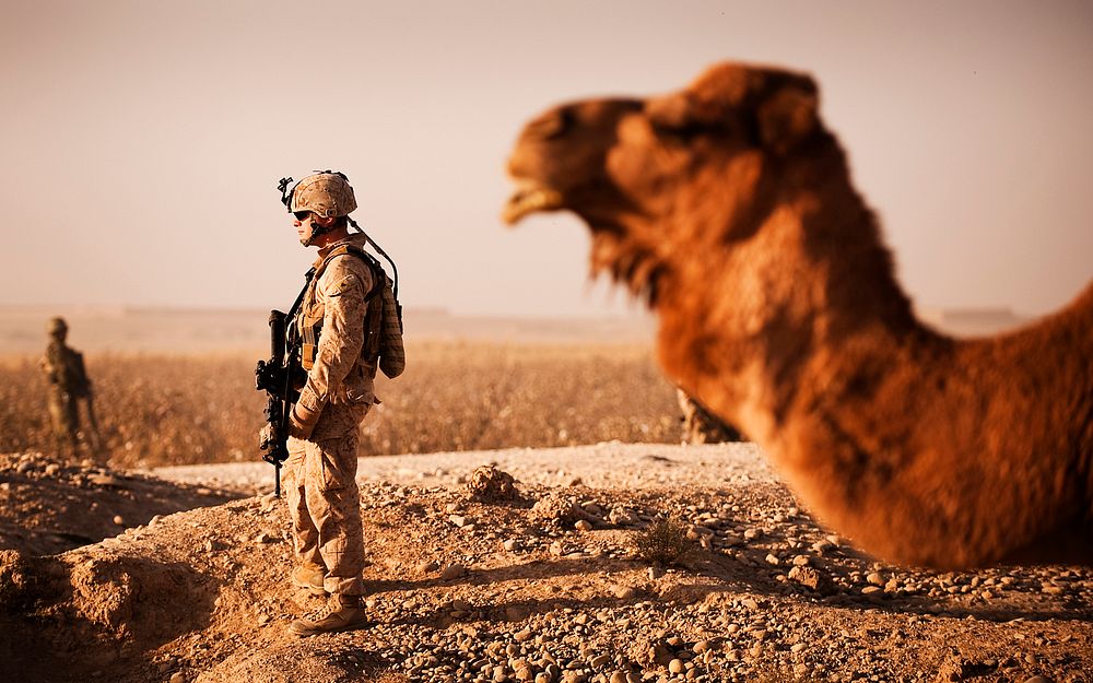 Marines meet a camel while on patrol