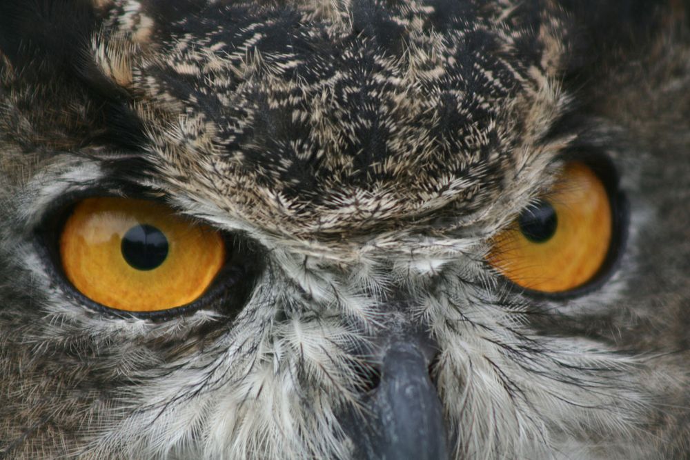 Great Horned Owl. Original public domain image from Flickr