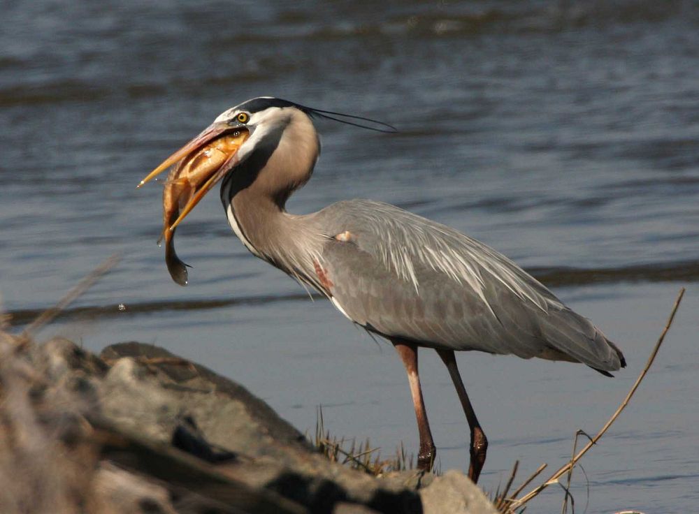 Great blue heron holding a fish in its mouth at John Heinz National Wildlife Refuge in Philadelphia, Pennsylvania. Credit:…