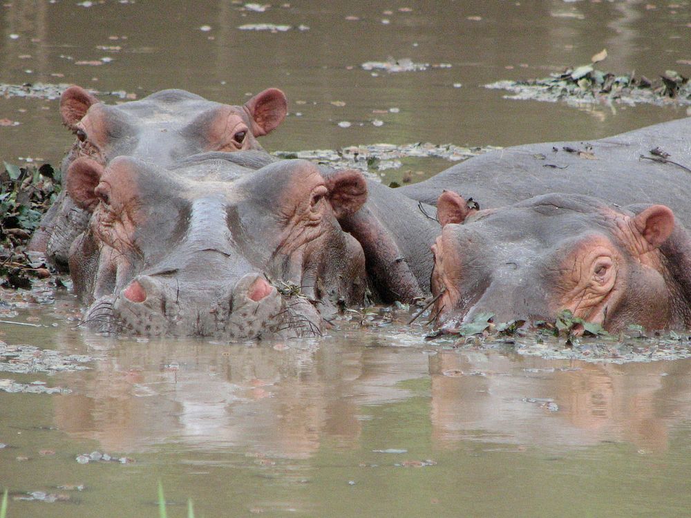 Hippos that live in the river, nearby a Volunteer’s house,. Original public domain image from Flickr