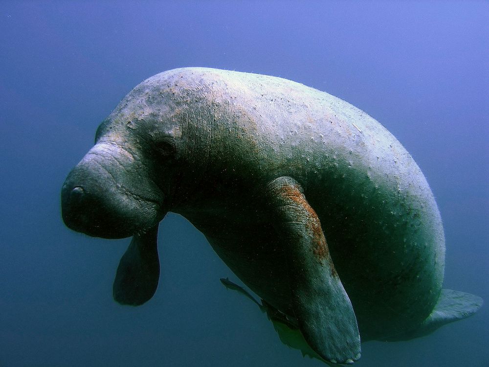 A manatee, also known as a 'seacow.' These air-breathing herbivores are listed as a federally endangered species. Manatees…