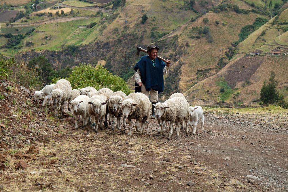 Sheep herding in the mountains. Original public domain image from Flickr