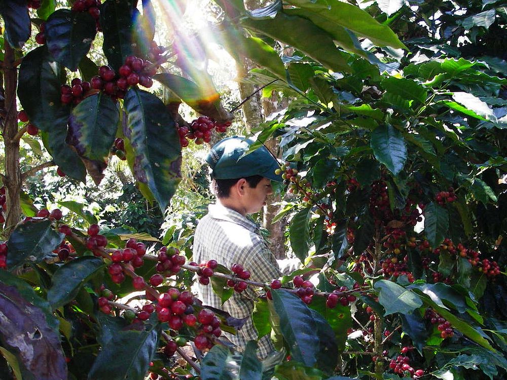 A Volunteer is manually picking coffee. Original public domain image from Flickr