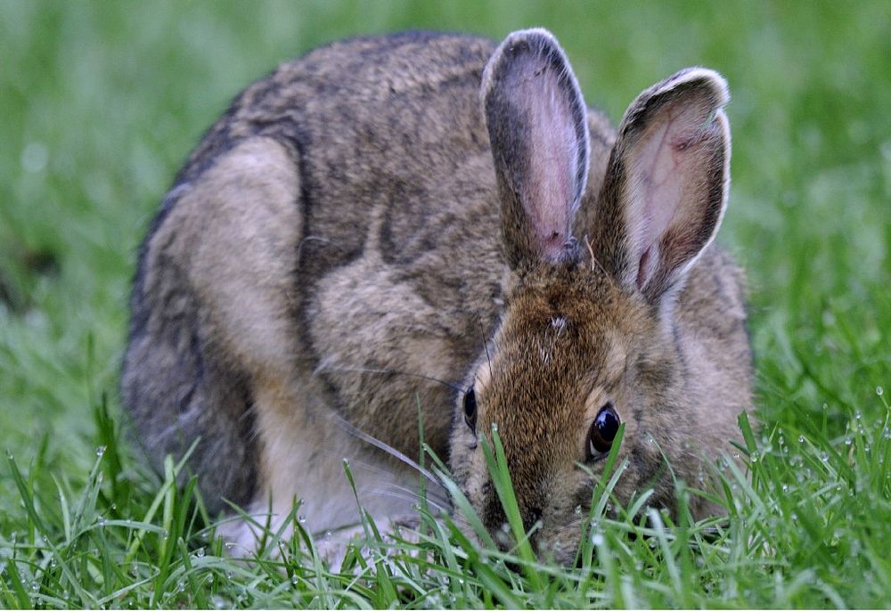 Photo of the Week - Snowshoe hare (ME)