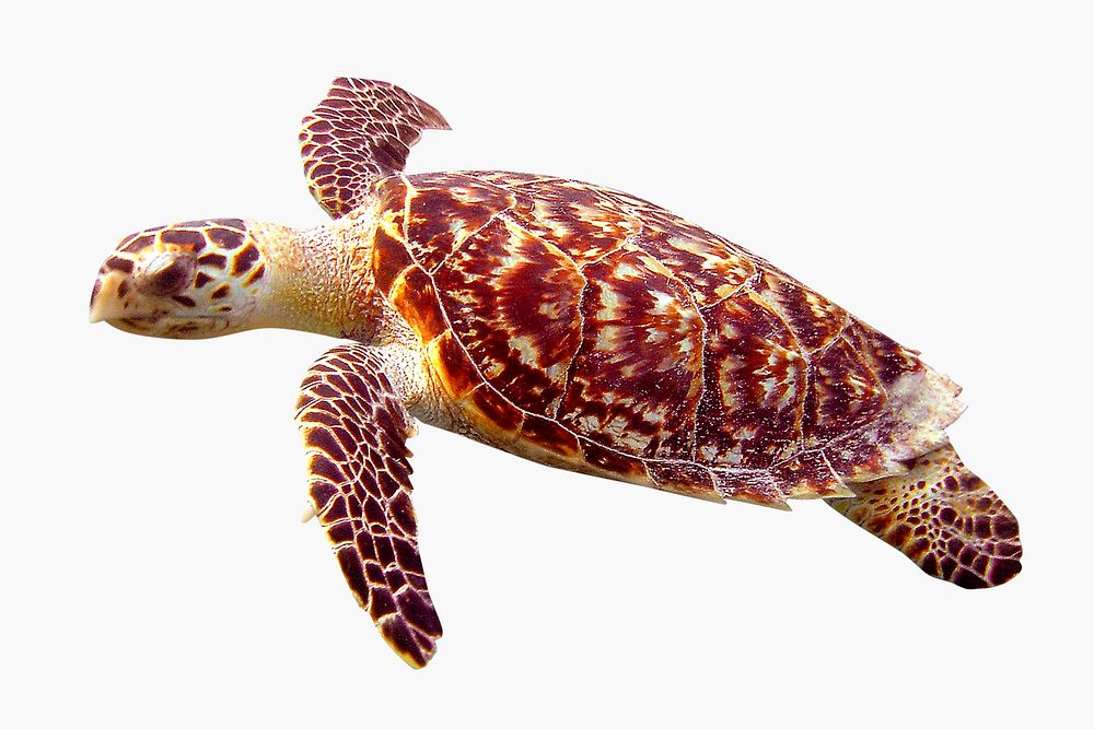 Sea turtle sticker, animal design psd