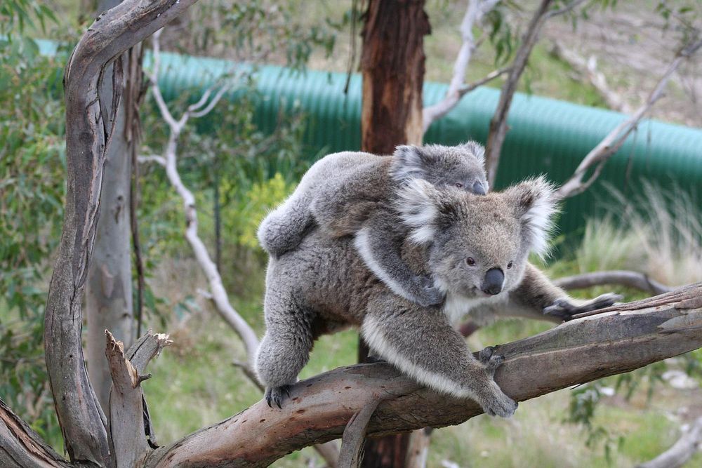 Baby Koala on mother back. Original public domain image from Flickr