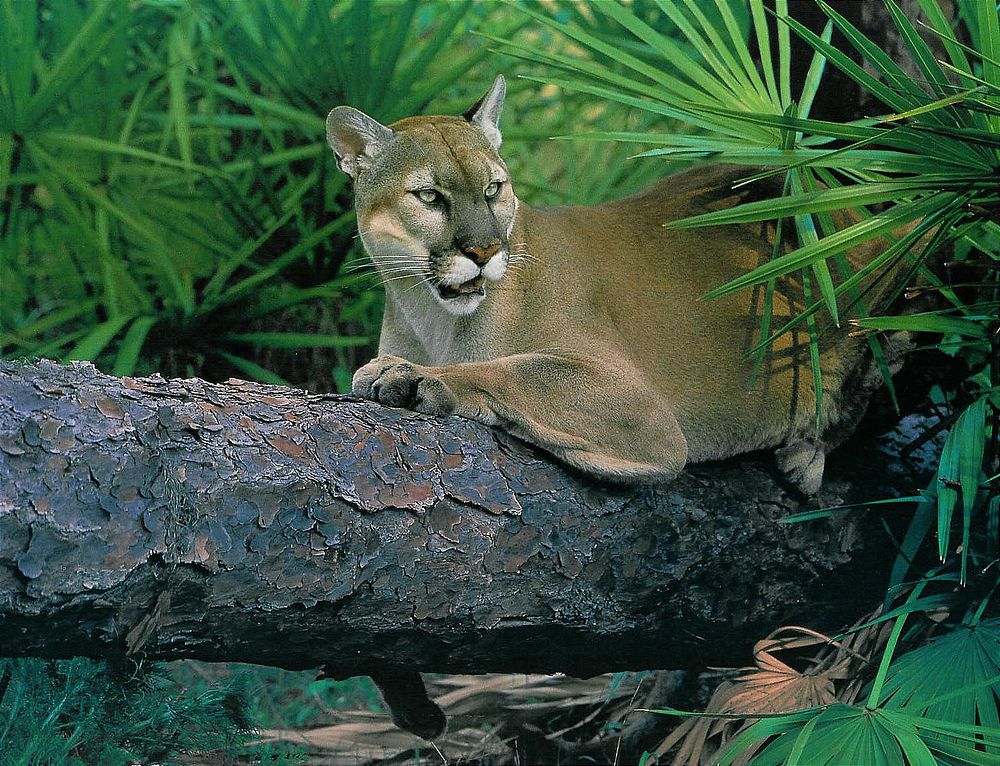 Florida panther resting on a tree limb. Original public domain image from Flickr