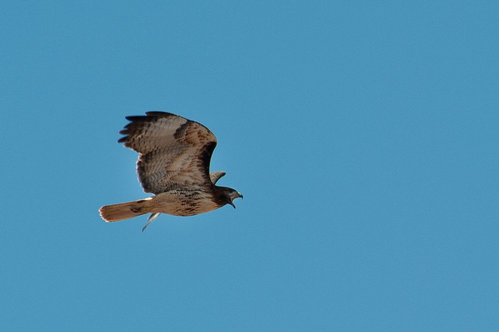 Red-tailed HawkCredit: NPS/Neal Herbert. Original public domain image from Flickr