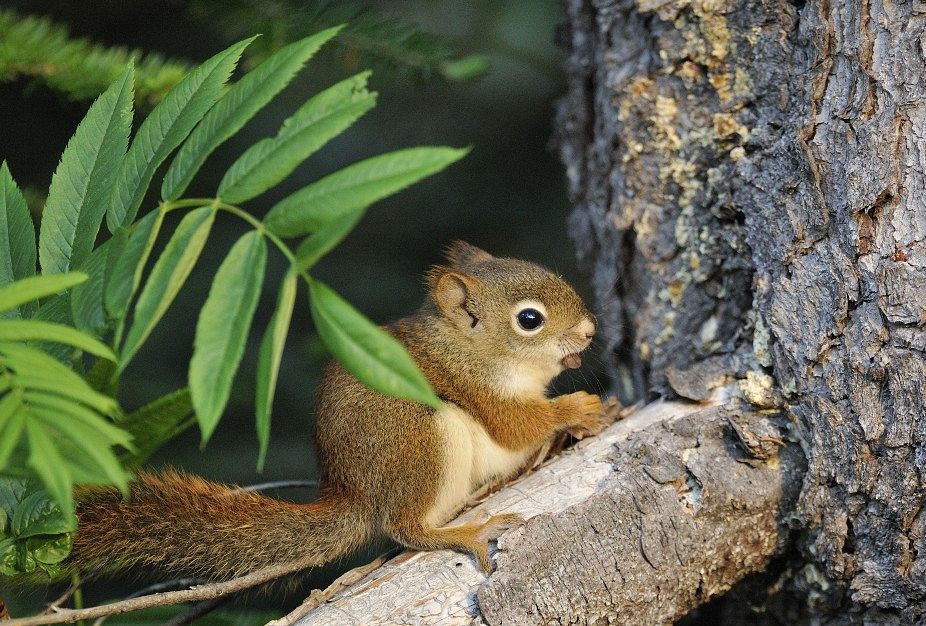 Photo of the Week - American Red Squirrel (ME)