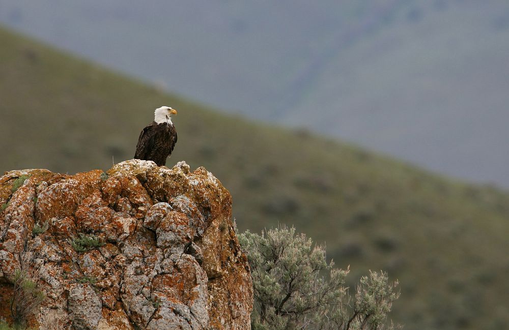 Bald eagle perched on rock near Mammoth Hot Springs by Jim Peaco. Original public domain image from Flickr