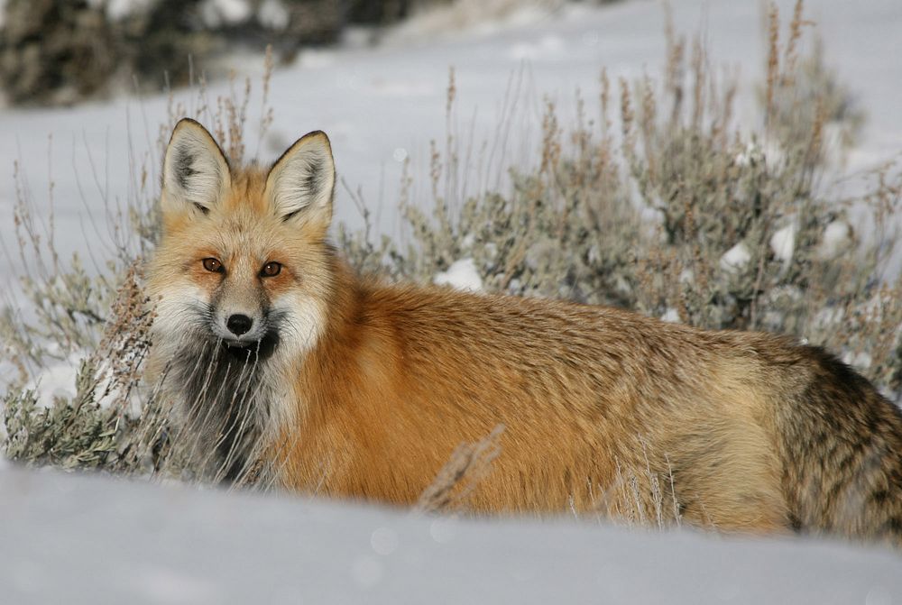 Red fox in Lamar Valley. Original public domain image from Flickr