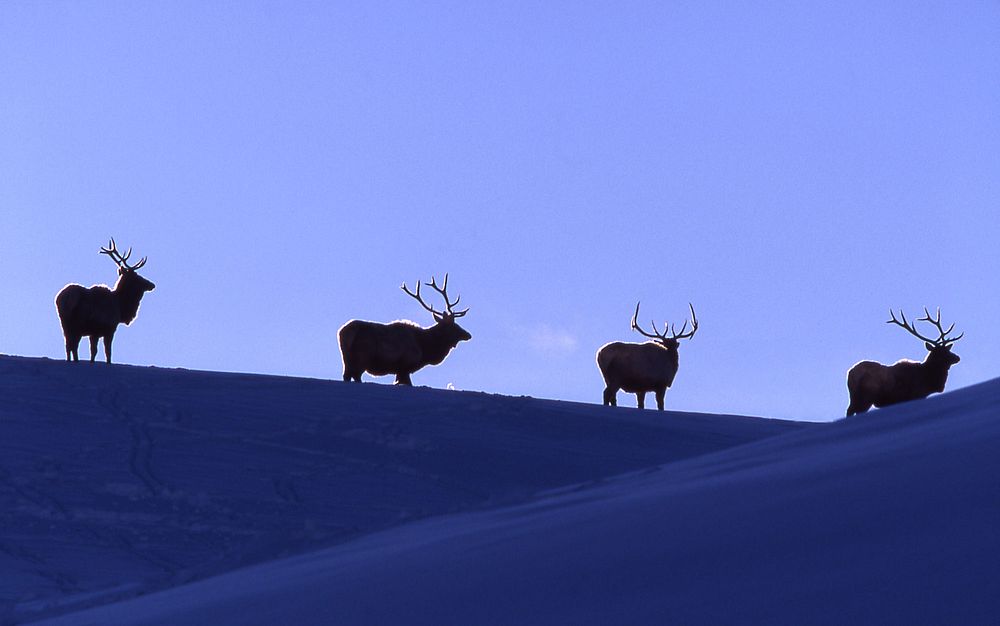 Bull elk in purple sky. Original public domain image from Flickr