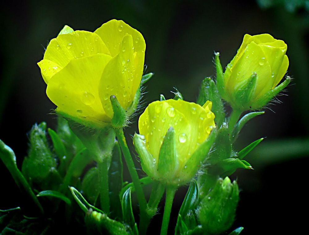Crambe cordifolia. Original public domain image from Flickr