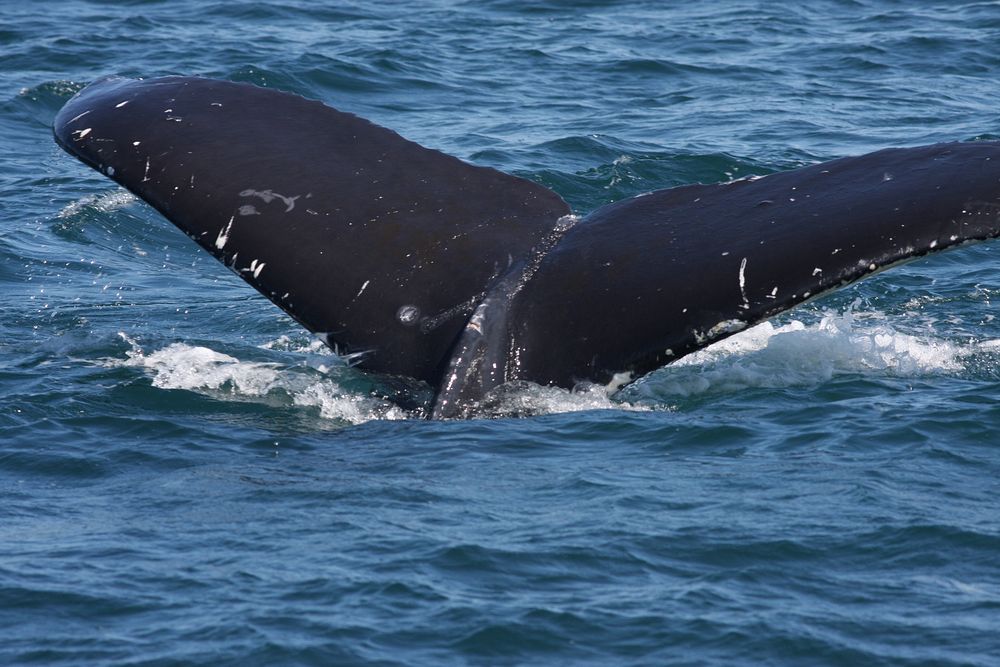 Humpback whale flukes. Original public domain image from Flickr