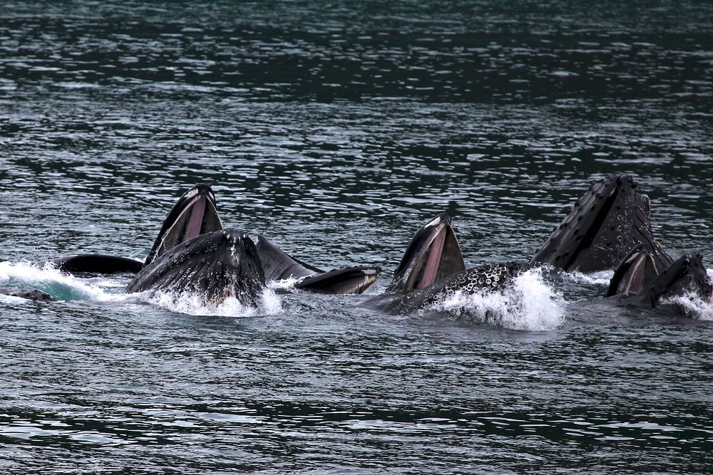 Humpback whales "bubble-net" feeding. Original public domain image from Flickr