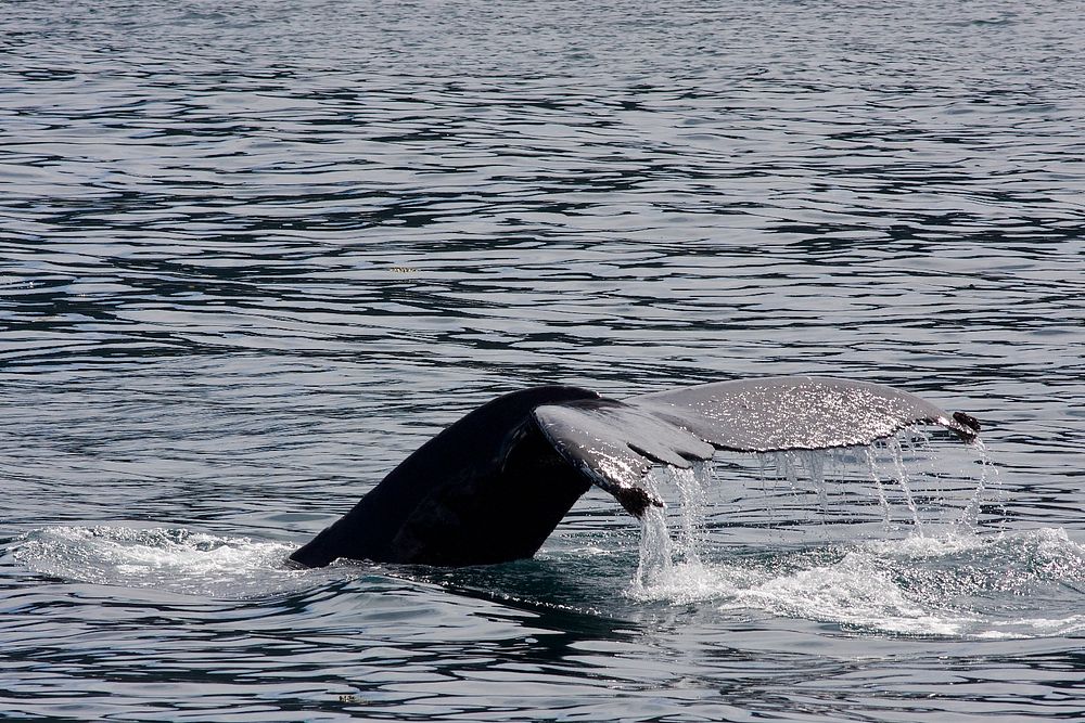 Humpback whale flukesNPS Photo/Jim Pfeiffenberger. Original public domain image from Flickr
