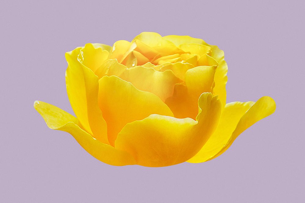 Yellow Graham Thomas rose, flower clipart psd