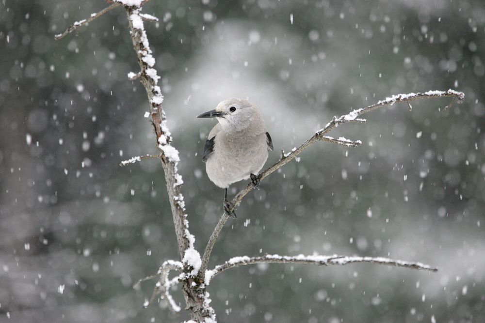 White bird perching in snowfall. Original public domain image from Flickr