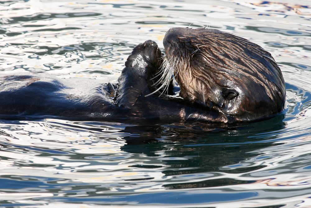 Sea otter. Original public domain image from Flickr