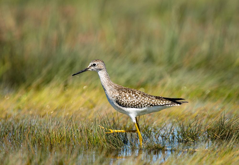 Lesser Yellowlegs