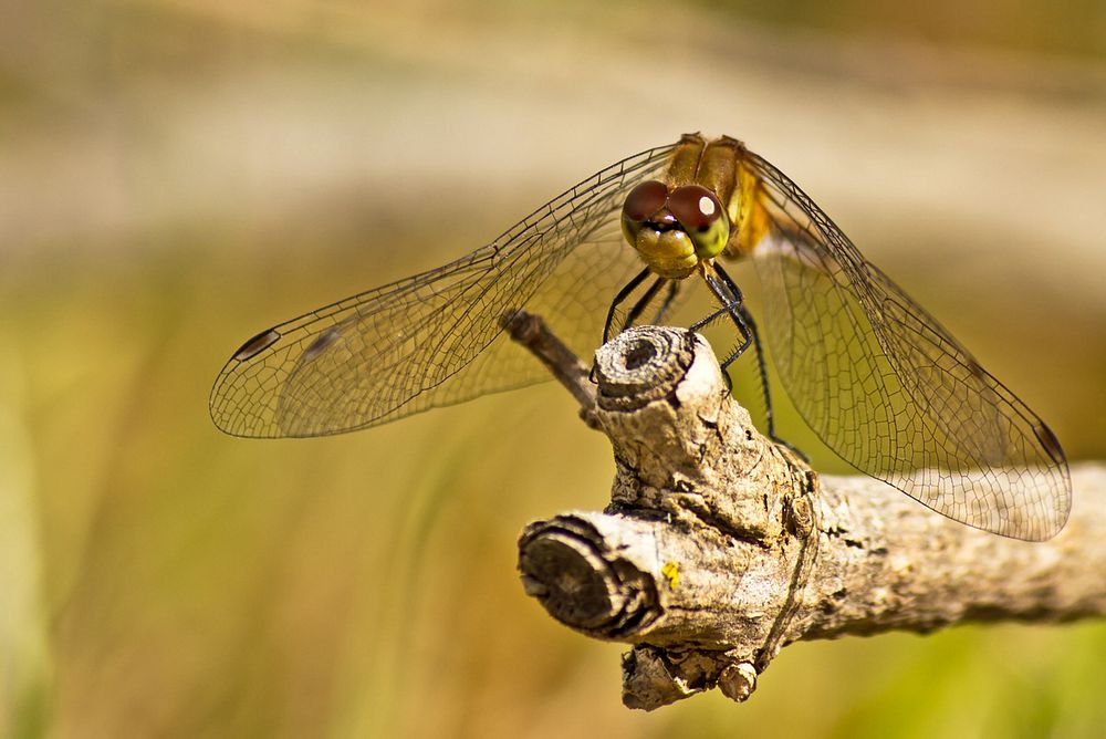 Dragonfly photographed at Rachel Carson National Wildlife Refuge.