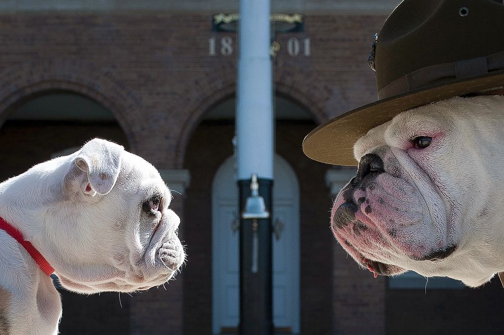 Old Corps/New Corps. Sgt. Chesty XIII, official mascot of the U.S. Marine Corps, right, stares down his successor Recruit…