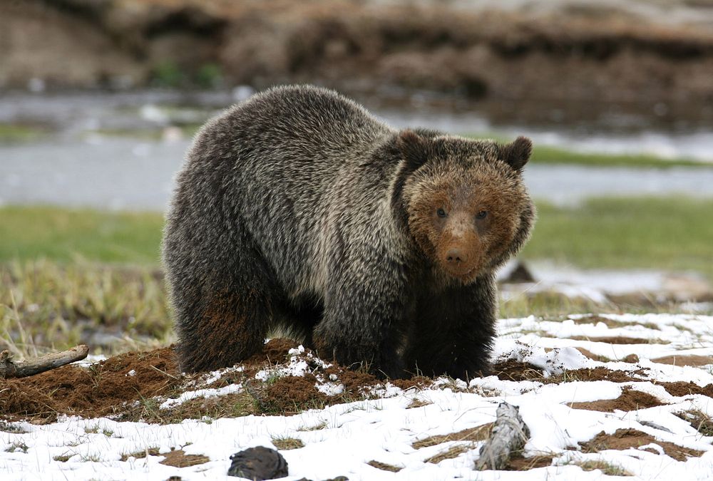 Grizzly bear along Obsidian Creek by Jim Peaco. Original public domain image from Flickr