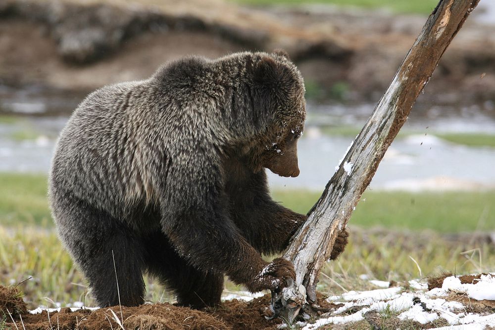 Grizzly bear tipping up dead tree near Obsidian Creek by Jim Peaco. Original public domain image from Flickr