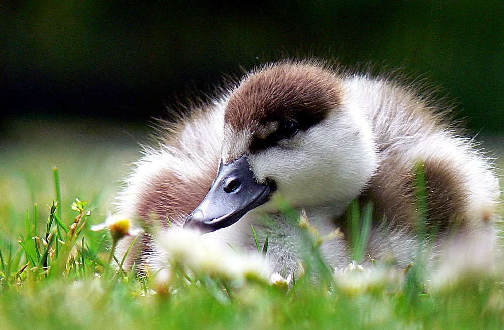 Cute duckling sleeping on grass. Original public domain image from Flickr