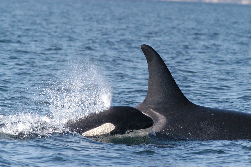 Keeping Up Southern Resident Killer Whale mother and her calf swimming.(Original source and more information: National Ocean…