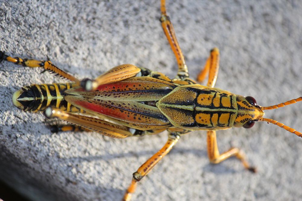 Lubber Grasshopper, NPS Photo, Sabrina Diaz. Original public domain image from Flickr