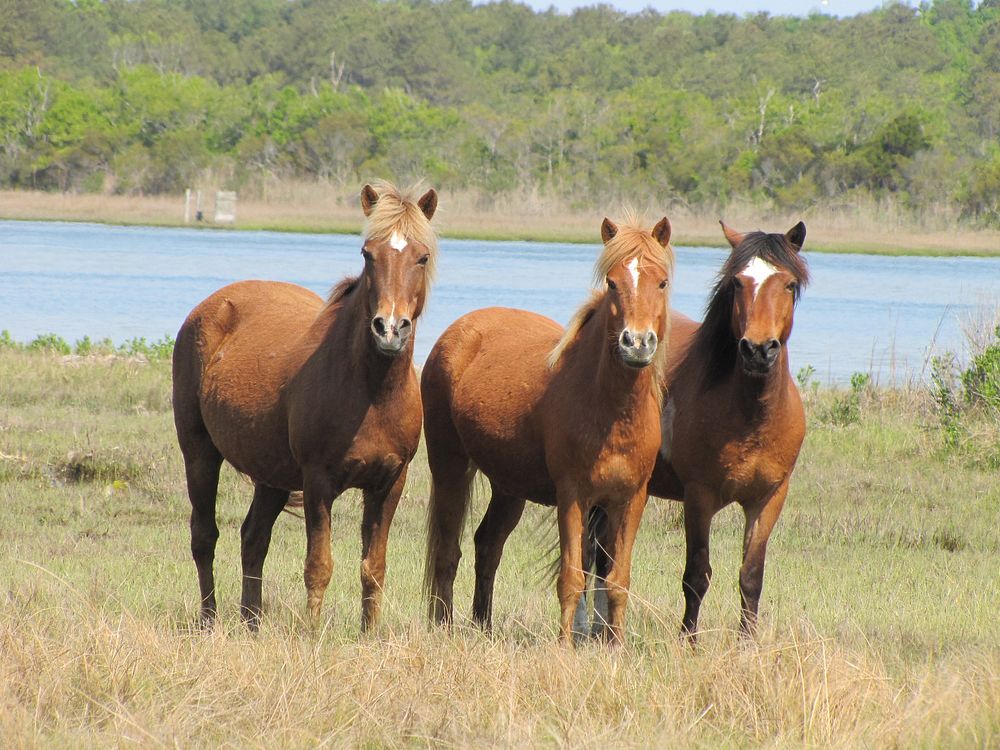 Three brown horses. Original public domain image from Flickr