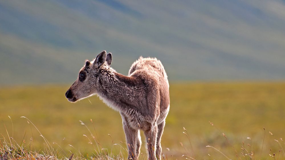 Caribou CalfGates of the Arctic National Park and PreservePhoto by NPS / Zak Richter. Original public domain image from…