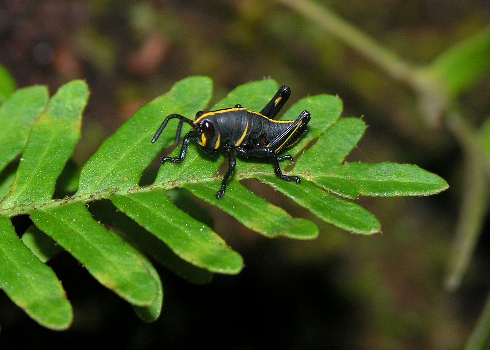Lubber Grasshopper immature, NPSphoto, S. Zenner 