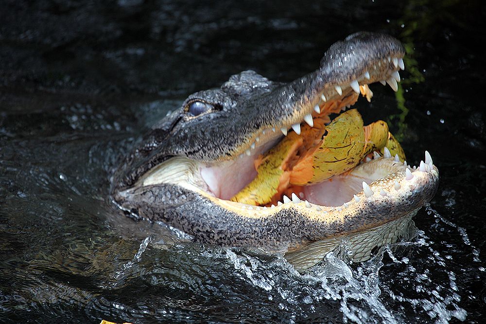 Gator Eats Pond Apple 5. Original public domain image from Flickr