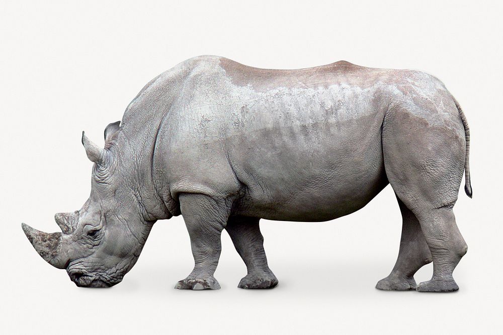 Rhinoceros isolated on white, real animal design psd