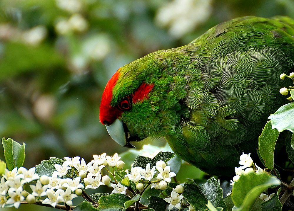 Kakariki, the red-crowned parakeet. (Cyanoramphus novaezelandiae) K&auml;k&auml;riki, meaning &lsquo;small green…